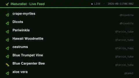 iNaturalist Live Feed screensaver — Real citizen-science sightings, all species.