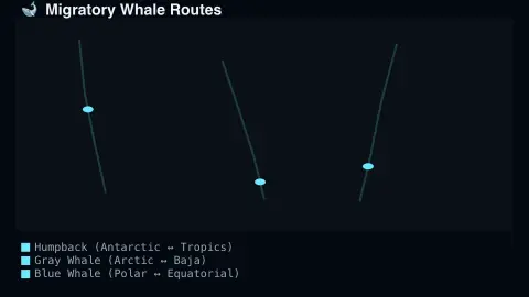 Migratory Whale Routes screensaver — The world's major real whale migration routes, mapped.